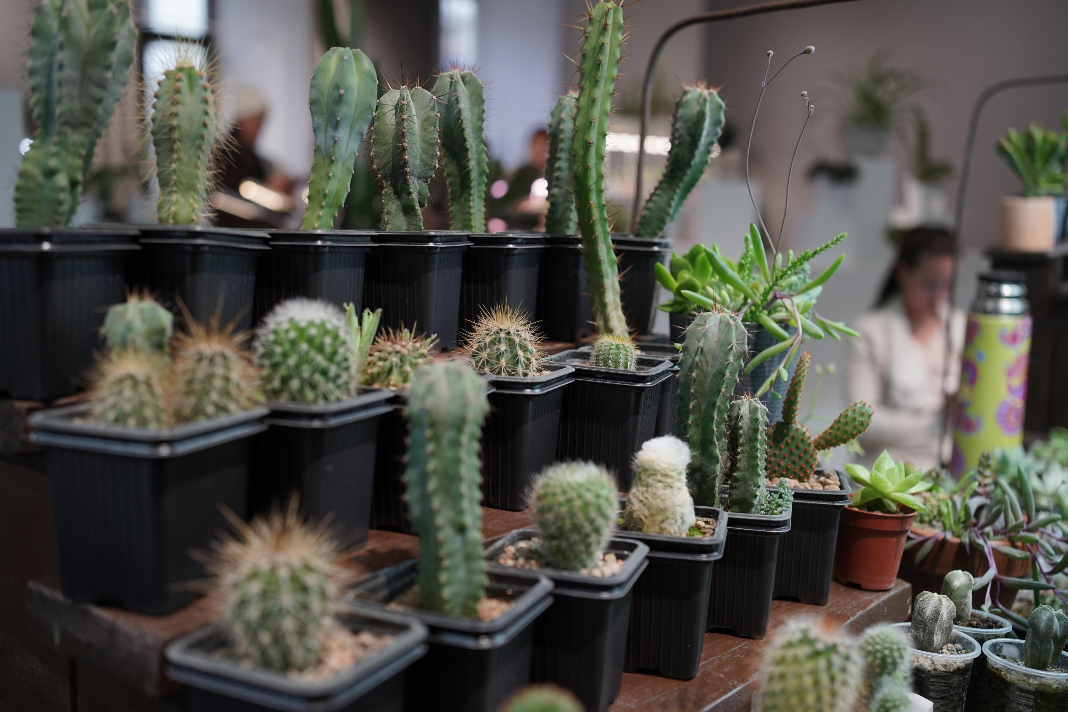 Выставка «Кактусмания»