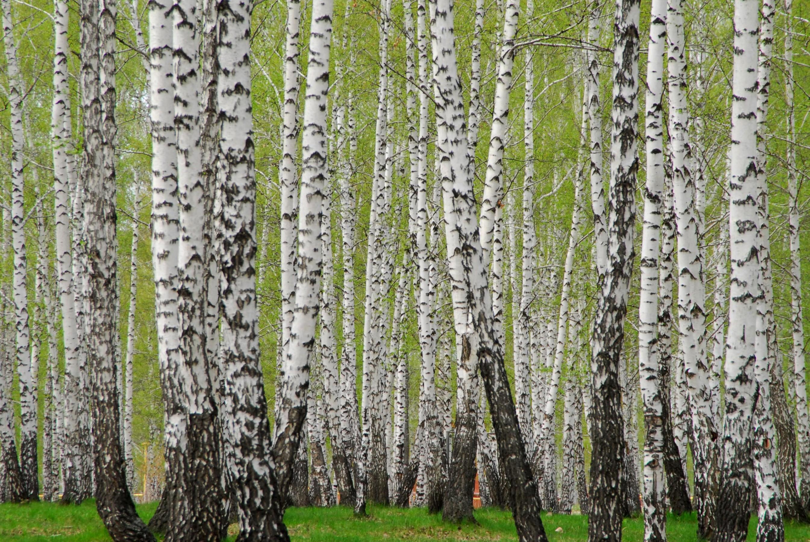 Фотовыставка «Шорох дождя»