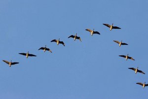 «Перелетные птицы»