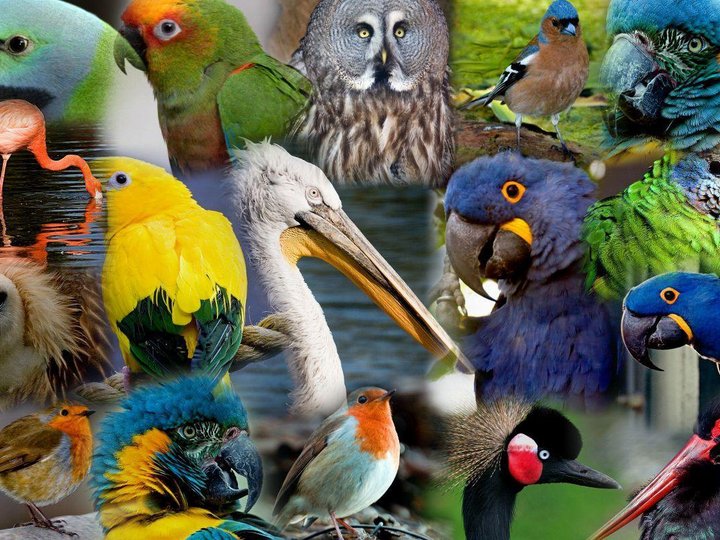 Экологический час «Удивительный мир птиц»