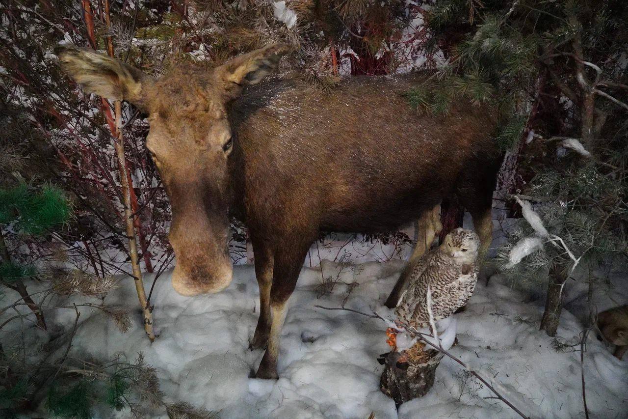 Интерактивное занятие «Четвероногие. Пернатые. Боевые»
