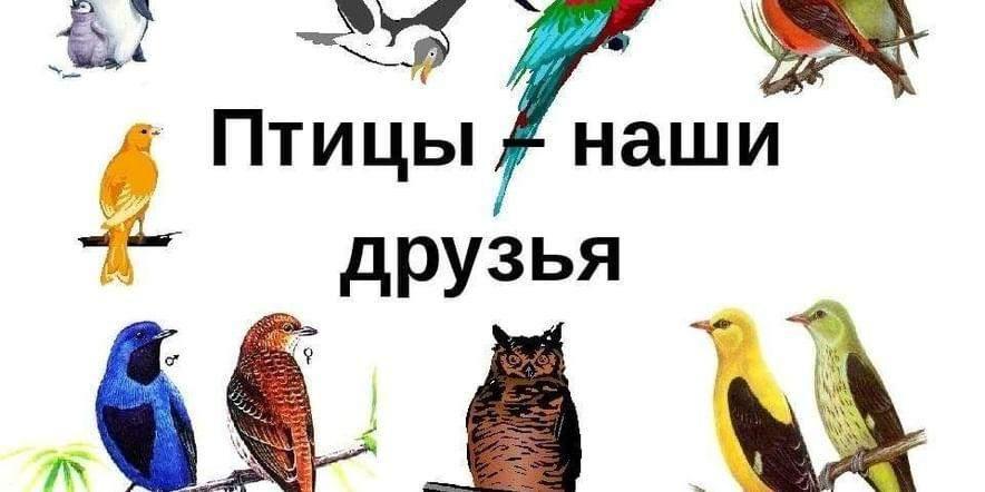 птицы наши друзья