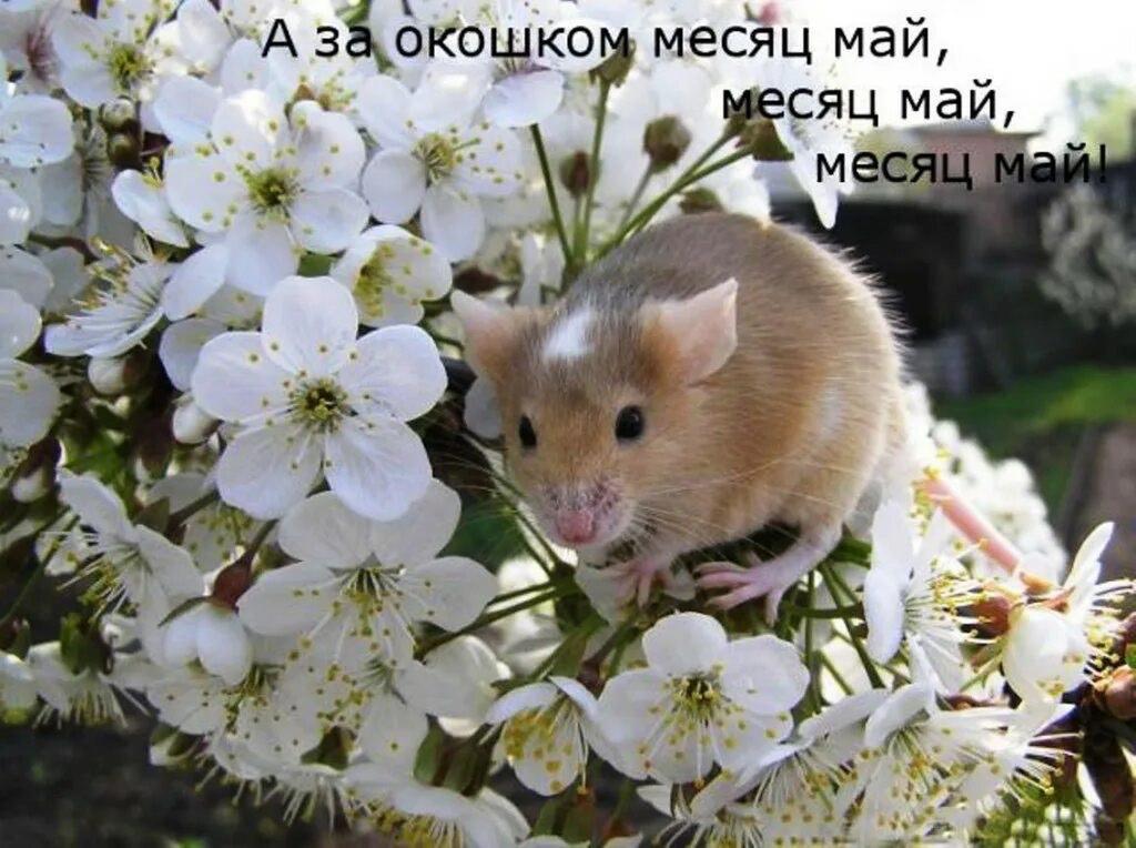 Развлекательная программа «За окошком месяц май!»