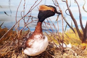 Квест «Перья»