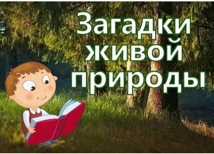 Экологическая игра«Загадки живой природы»