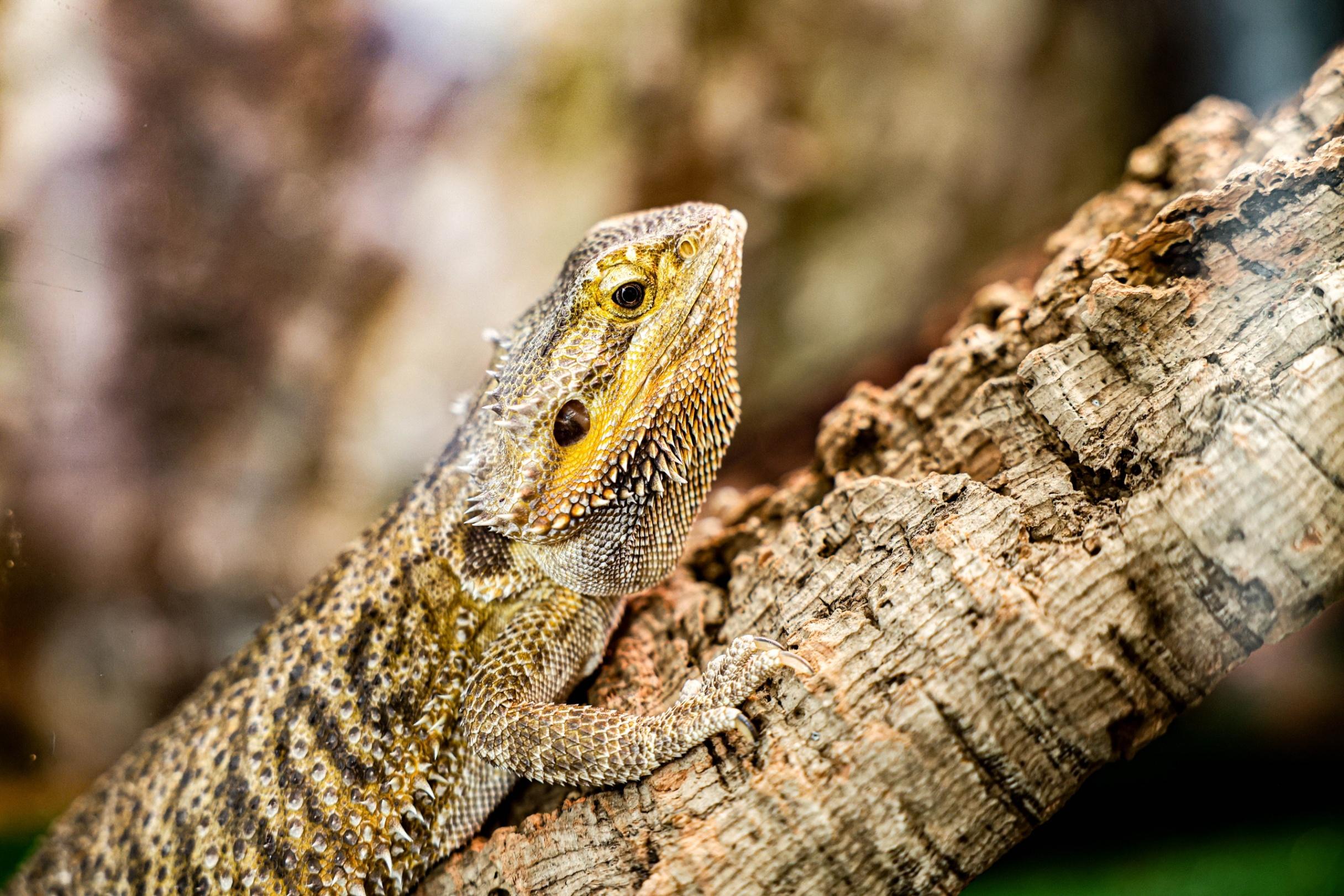 Весенние каникулы