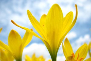 Программа «Цветы весны»