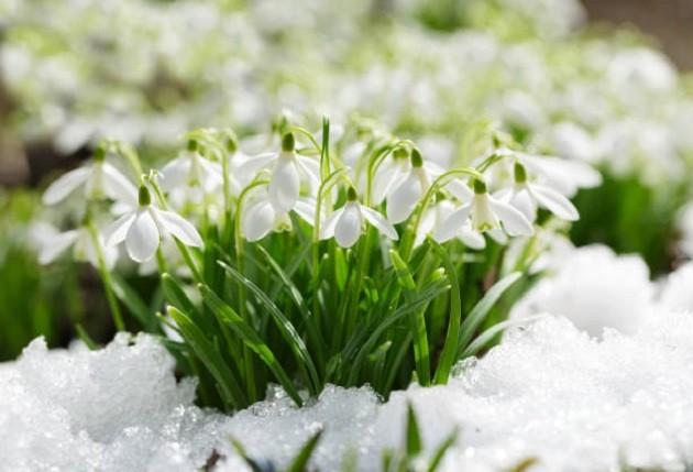 Познавательная программа «День рождения подснежника»