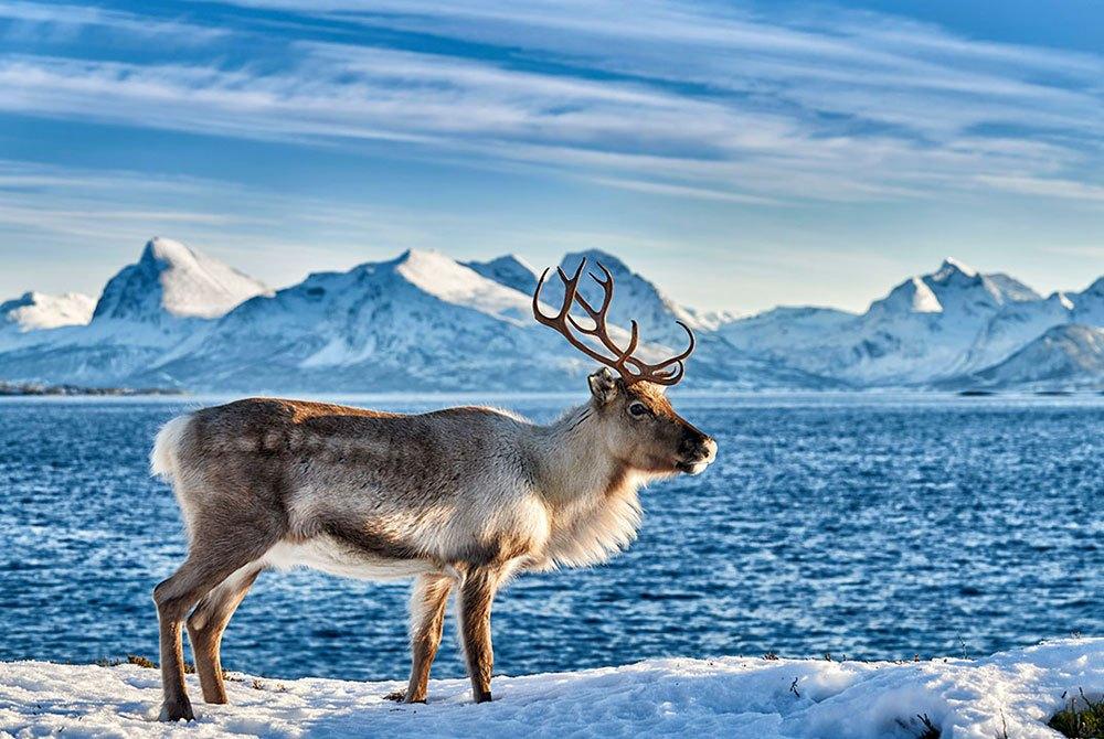 Экологическая панорама «Животные Крайнего Севера»