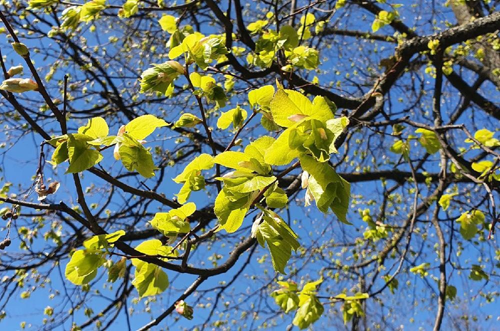 Познавательный час «Здравствуй, май»