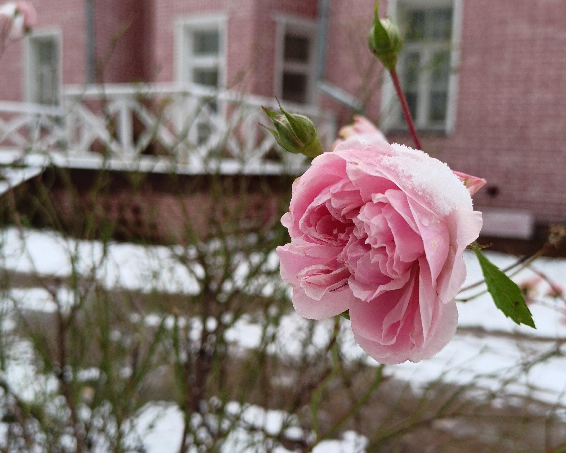 Квест «Вот свежие тебе цветы…»