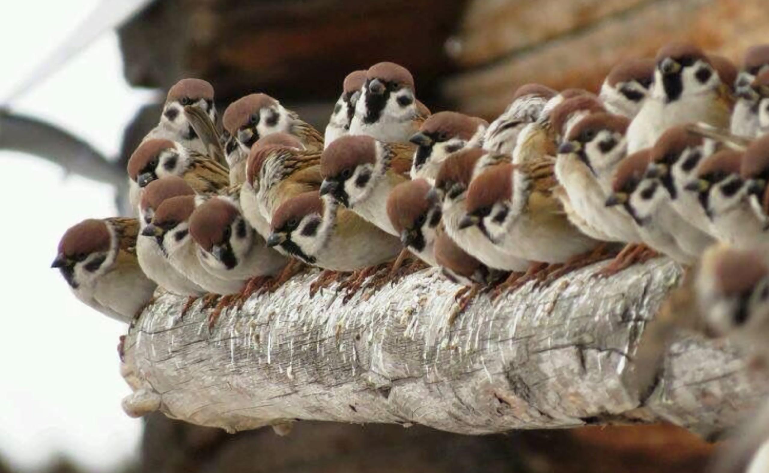 Беседа–выставка «Птичье царство», посвященная Международному дню птиц