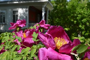 Выставка произведений живописи и графики из собрания музея Н. А. Ярошенко