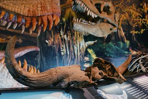 Выставка «Как найти своего мамонта»