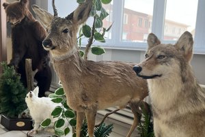 Музейное занятие «Природа родного края»