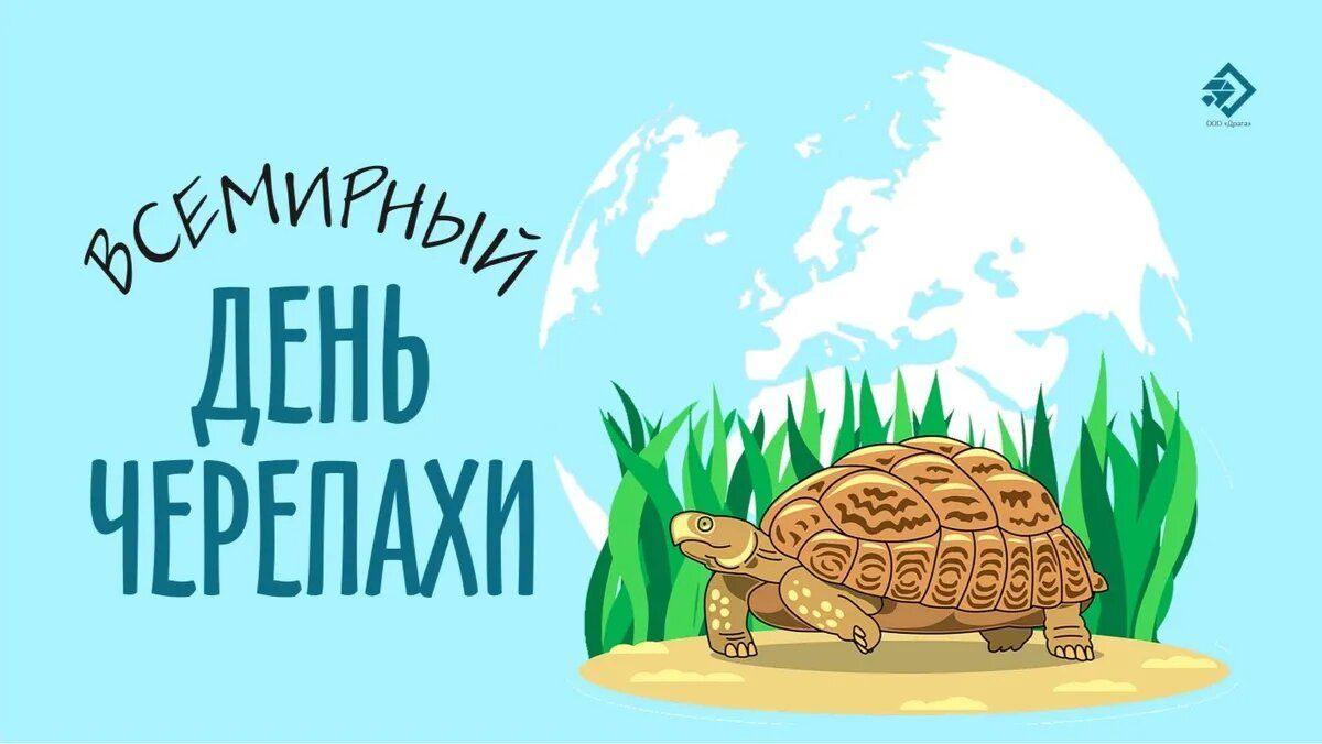 «Черепаший день в библиотеке»: игровой час, посвящённый к Всемирному дню черепахи