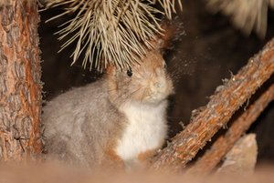 Выставка «Флора и фауна Ермаковского района»