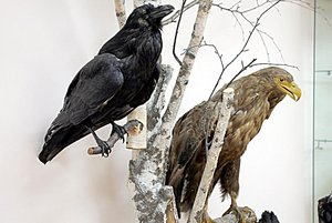 Выставка «Приглядись, пока не упорхнули»