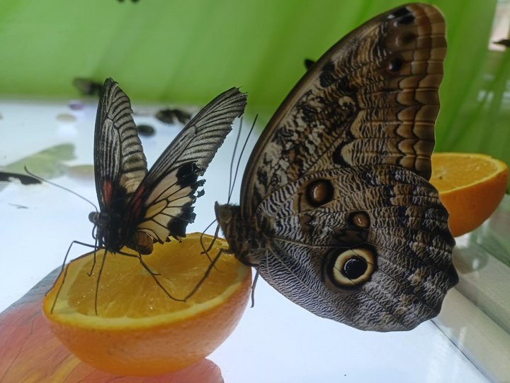 Выставка «Сад живых тропических бабочек»