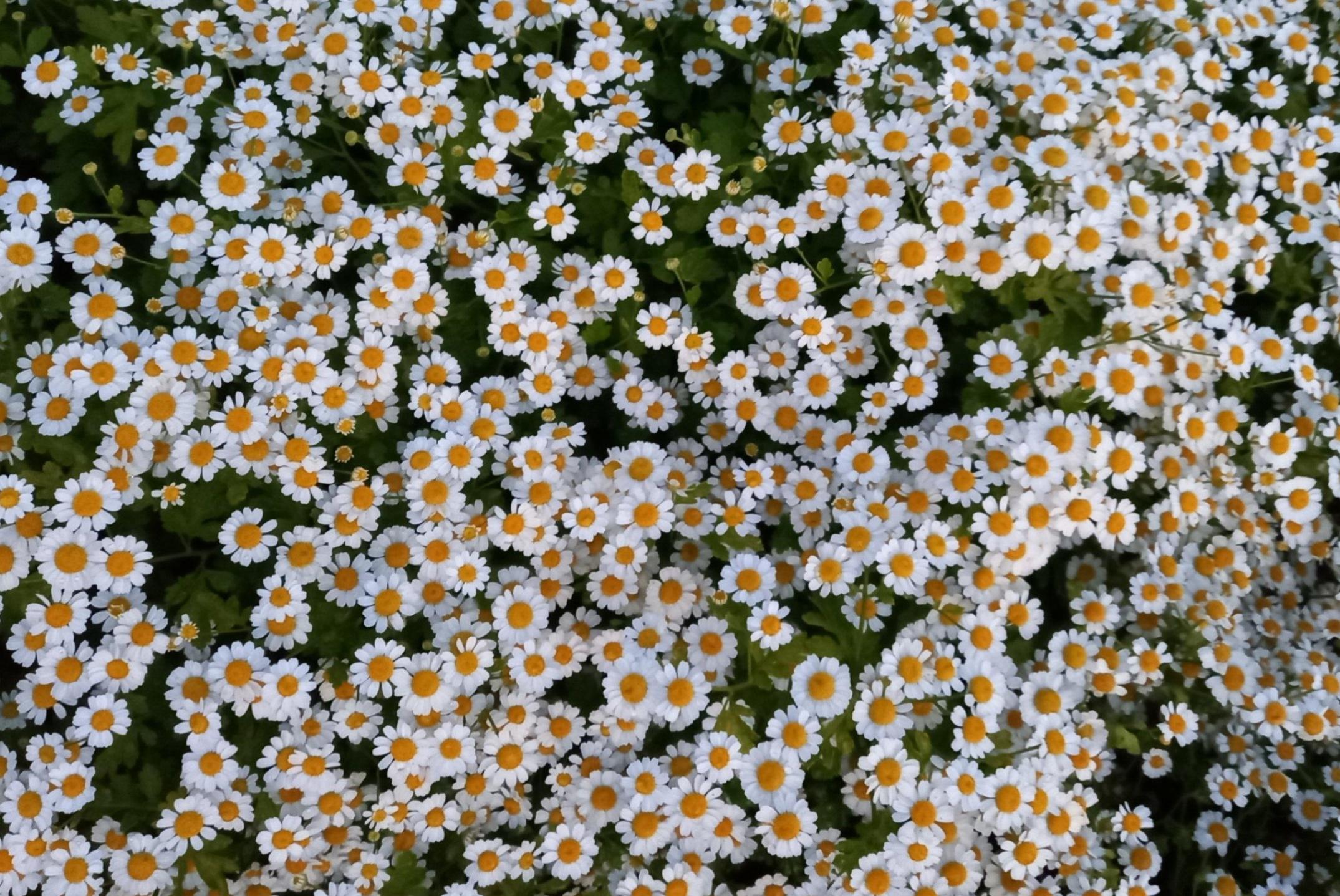 Мастер-класс «Ромашковое счастье»