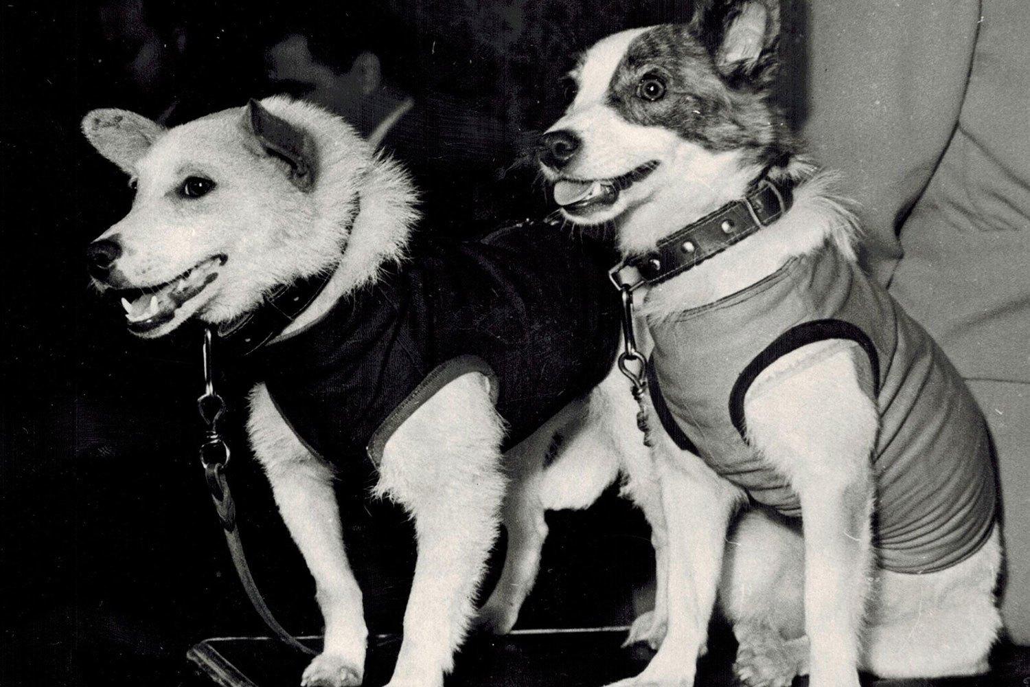 Час информации «Хвостатые космонавты: Белка, Стрелка и другие»