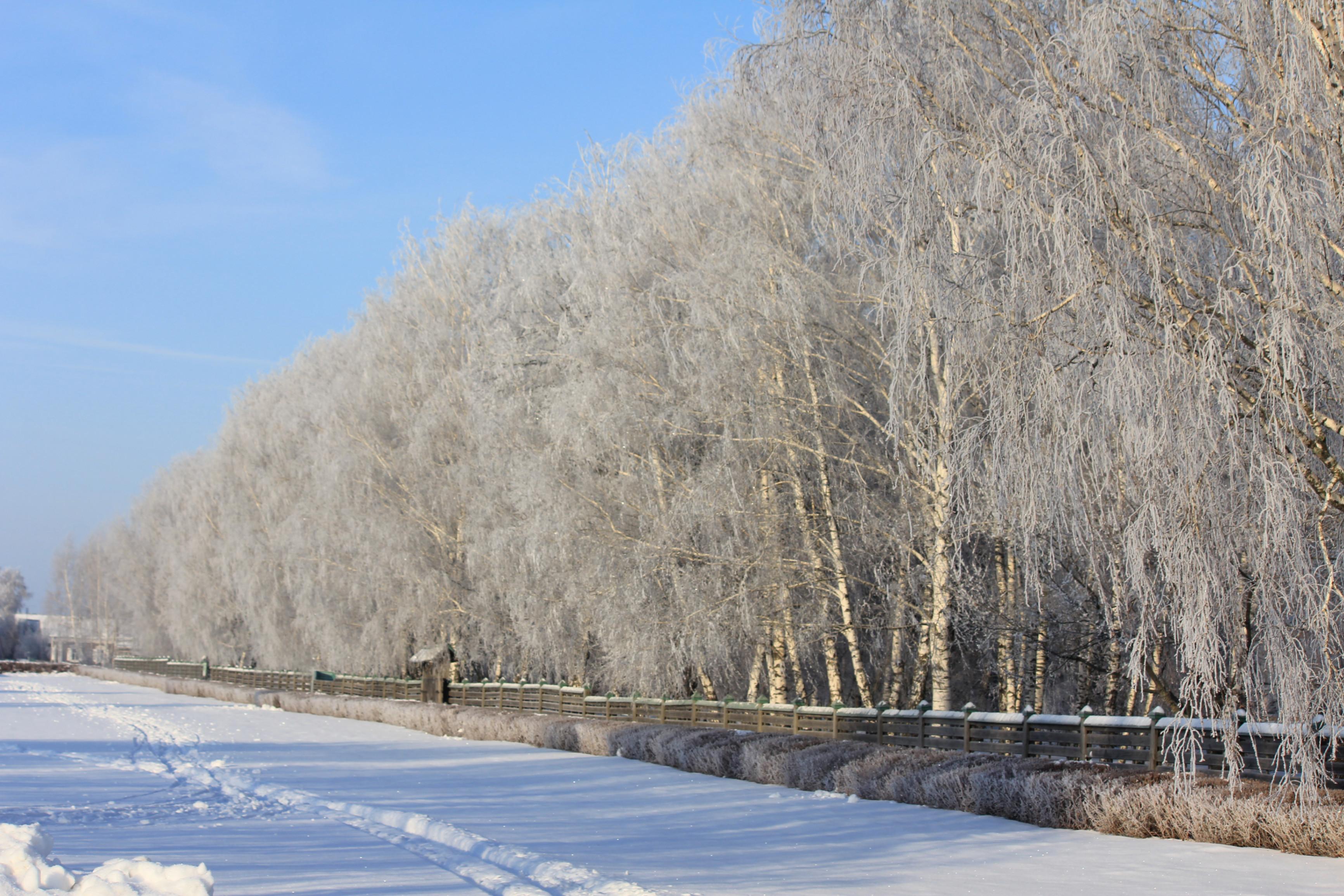 Программа «Иду я разросшимся садом…»