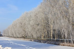 Программа «Иду я разросшимся садом…»