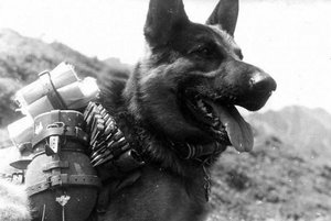 Передвижная выставка «Животные – герои войны»