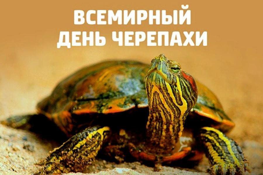 День черепахи