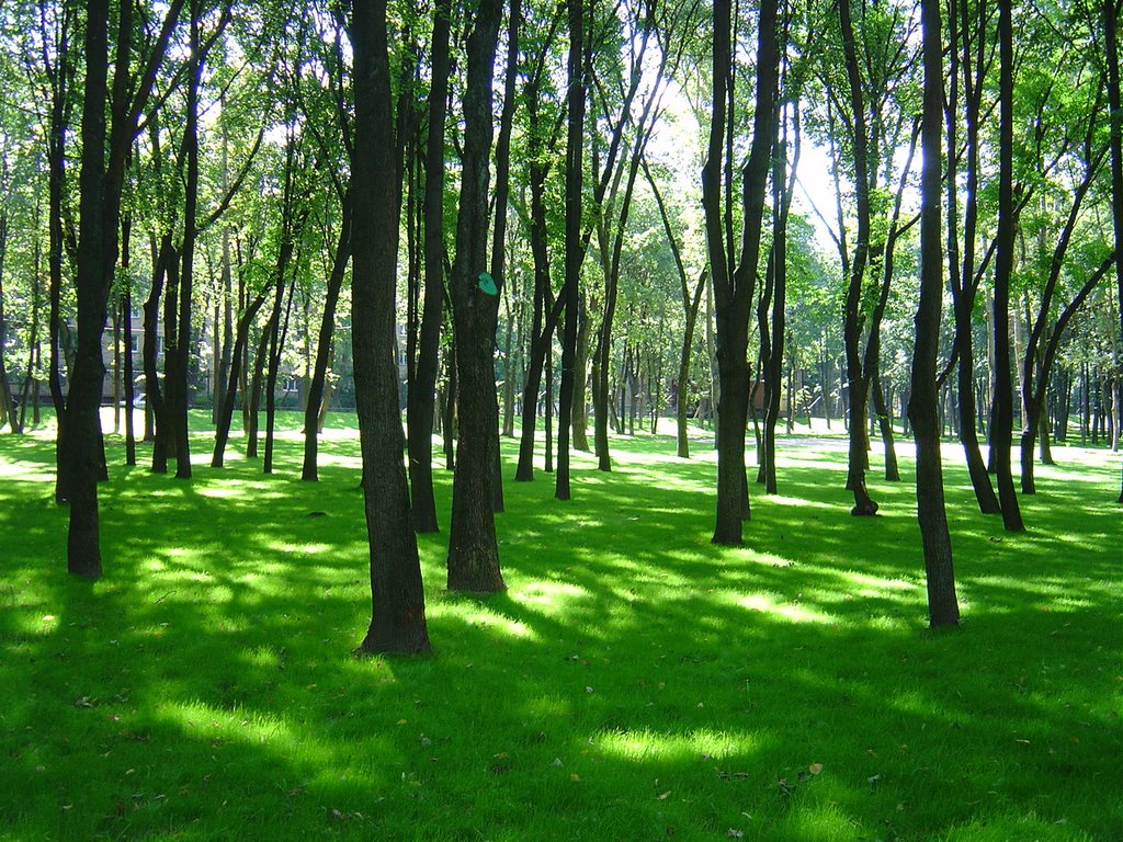 Бабушкинский парк. Парк метро Бабушкинская. Зеленые насаждения ПКИО Бабушкинский Москва. Бабушкинский парк, Москва, улица Менжинского, 6, стр. 3. Бабушкинский парк беседки.