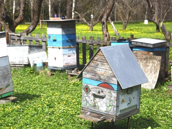 Музейная программа «В гостях у пчелки»