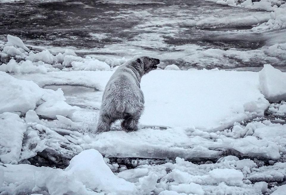 Выставка «Арктический полюс»