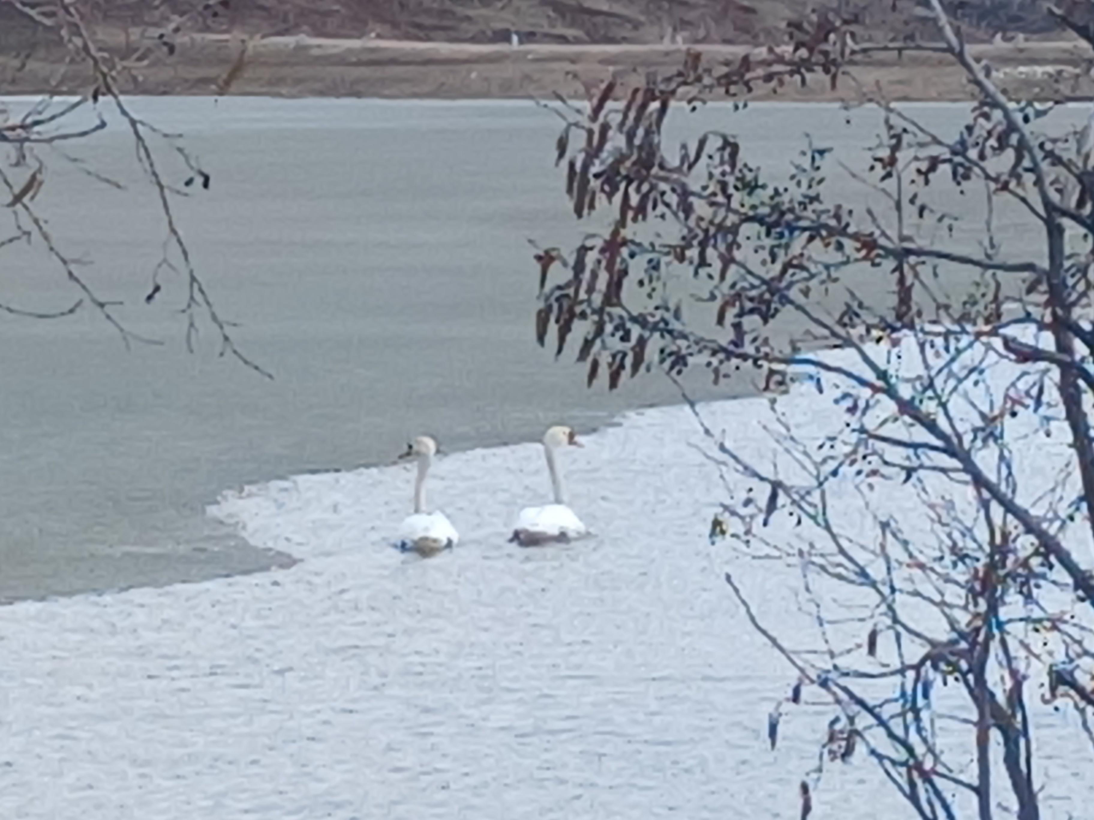 Просмотр документального фильма «ВВС: Голубая планета»
