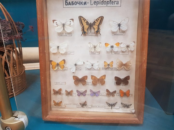 Энтомологическая коллекция