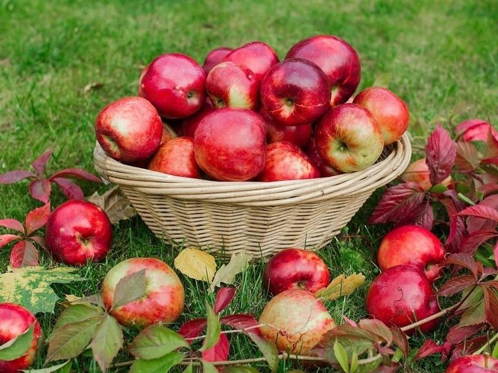 Игровая программа «Яблочный Спас – яблочка припас».