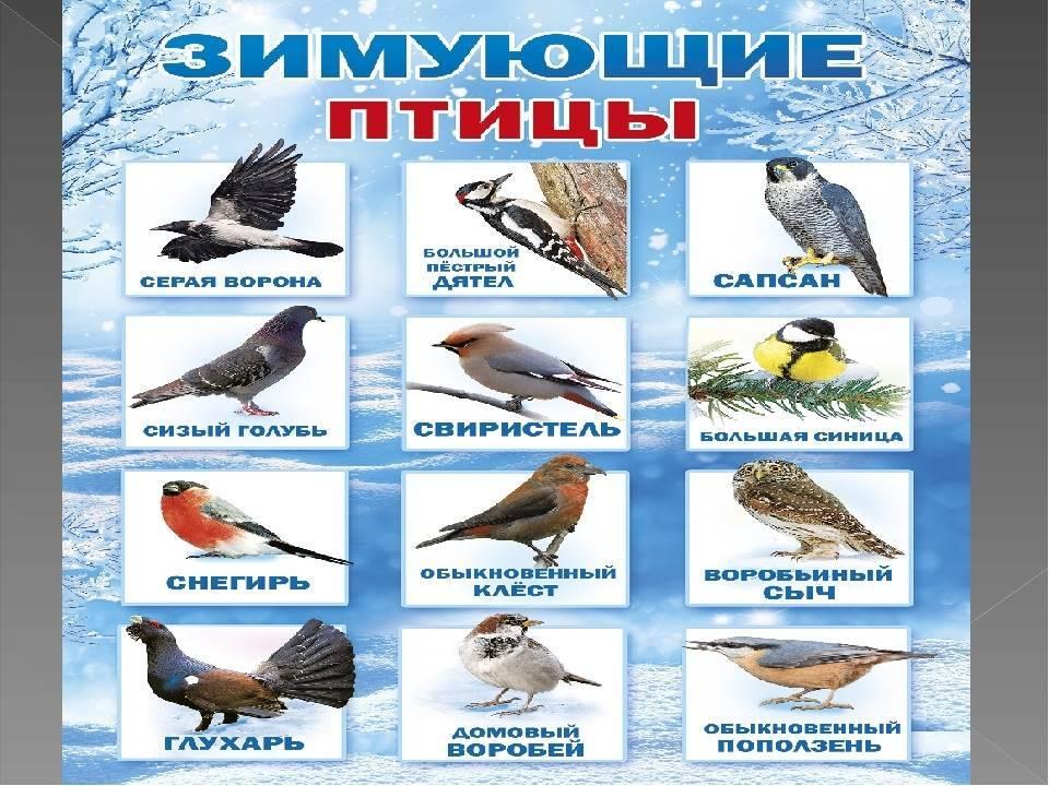 Информационный стенд «Зимующие птицы средней полосы России»