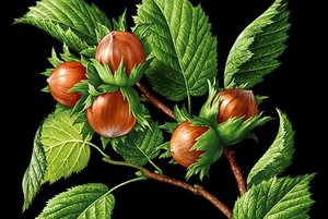 «Орешки от Золушки»