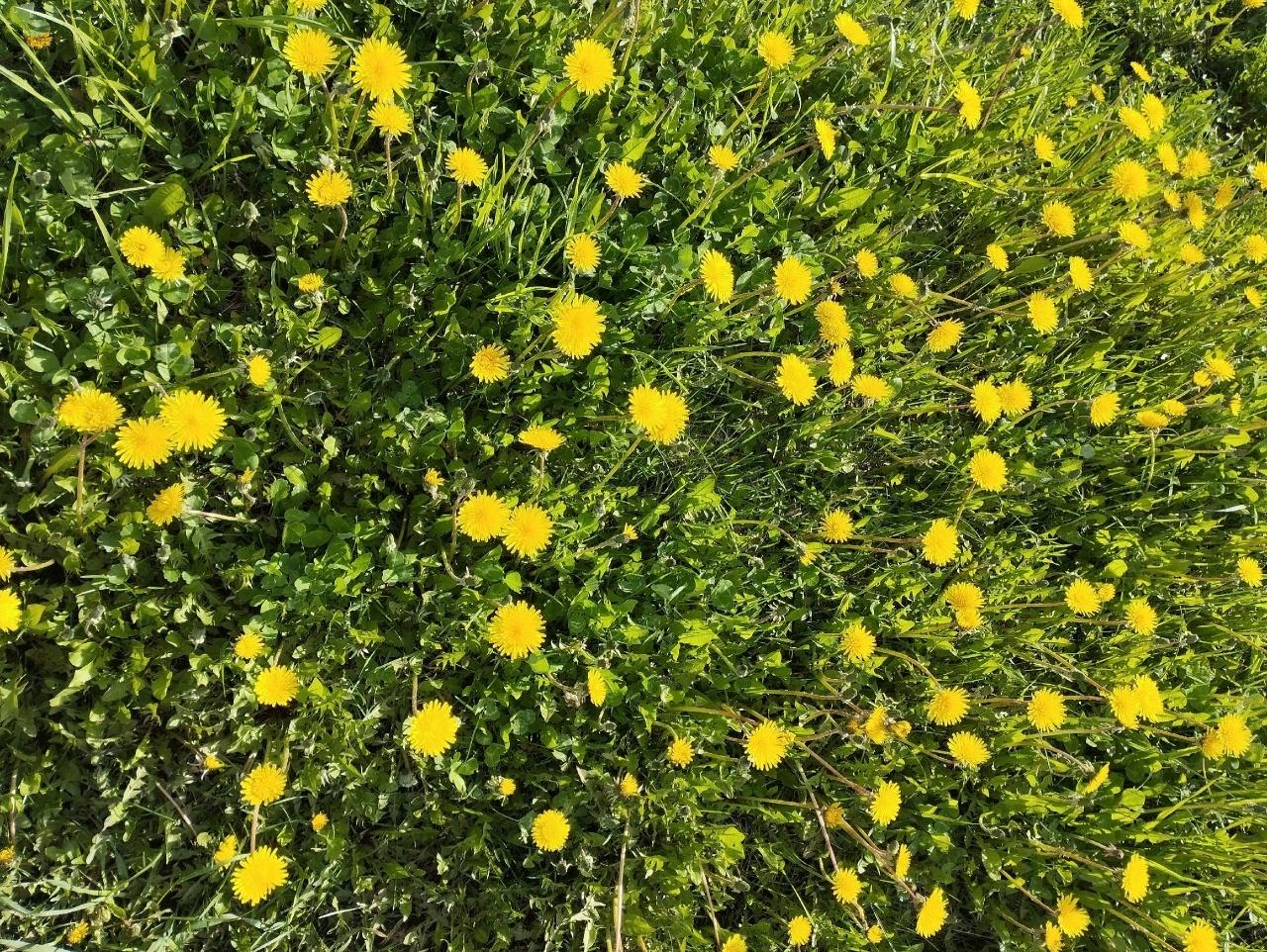 Литературная дата «Самига Саубанова»