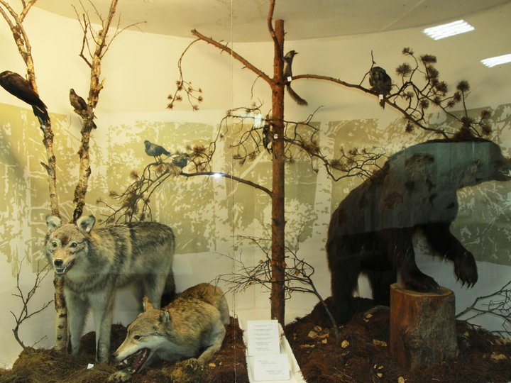 Выставка «Животный мир Интинского района»