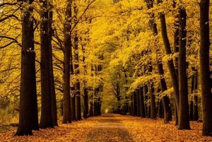 Музыкальный спектакль «Отговорила роща золотая»