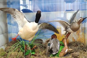 Выставка «Животный мир Мотыгинского района»