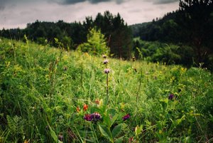 Лекция «Лекарственные травы Сибири»