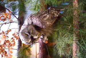 Выставка «Животный и растительный мир Ялуторовского района»