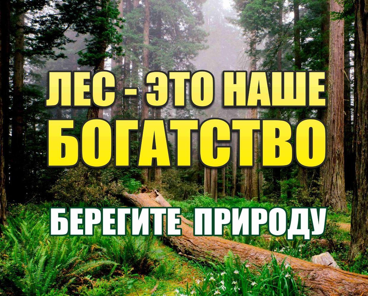 Экологический час«Лес–это наше богатство»