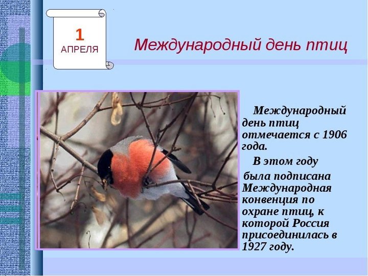 Проект международный день птиц