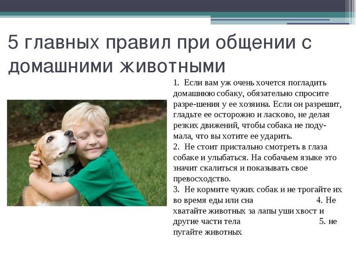 Безопасность при общении с животными презентация для детей