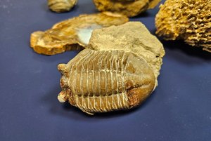 Выставка «По следам древней жизни»