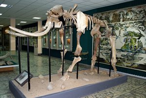 Интерактивная программа «По следам древних животных»