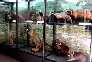 Выставка «Животный мир Краснодарского края»