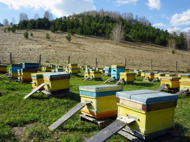 Лекция «Азы пчеловодства»
